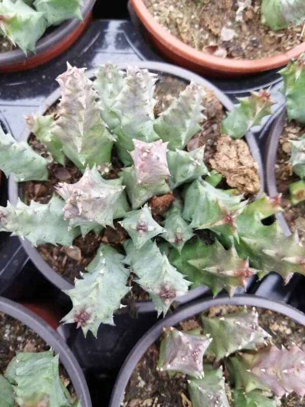 Huernia piersii, pianta da interno