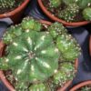 Matucana polzii, pianta da interno