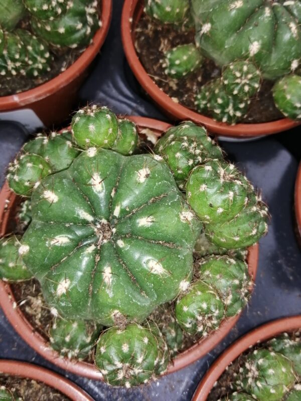 Matucana polzii, pianta da interno
