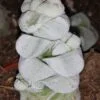Crassula Moonstone, pianta da interno