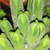 Crassula Buddha’s Temple, pianta da interno