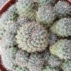 Rebutia nitida, pianta da interno