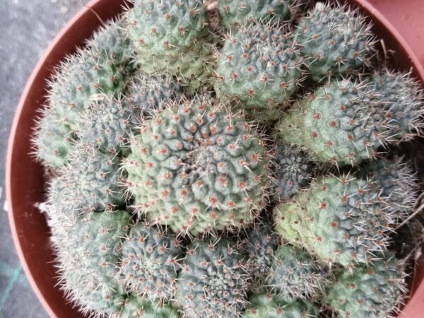 Rebutia nitida, pianta da interno