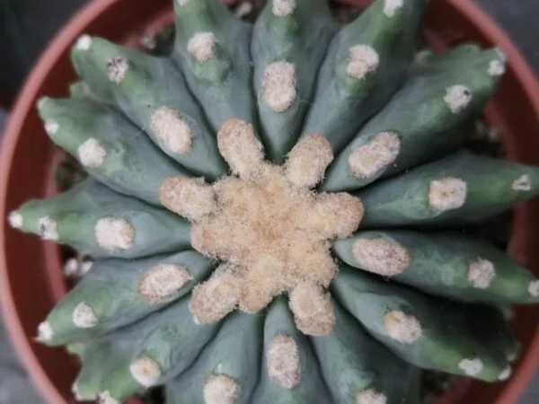 Ferocactus glaucescens, foto 2