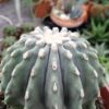 Ferocactus glaucescens, pianta da interno