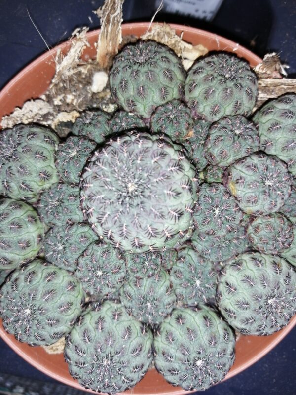 Matucana polzii, foto 2