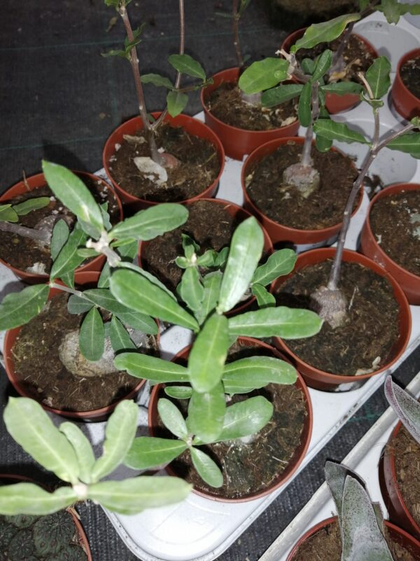 Fockea edulis, foto 3