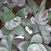 Crassula Garnet Lotus, pianta da interno