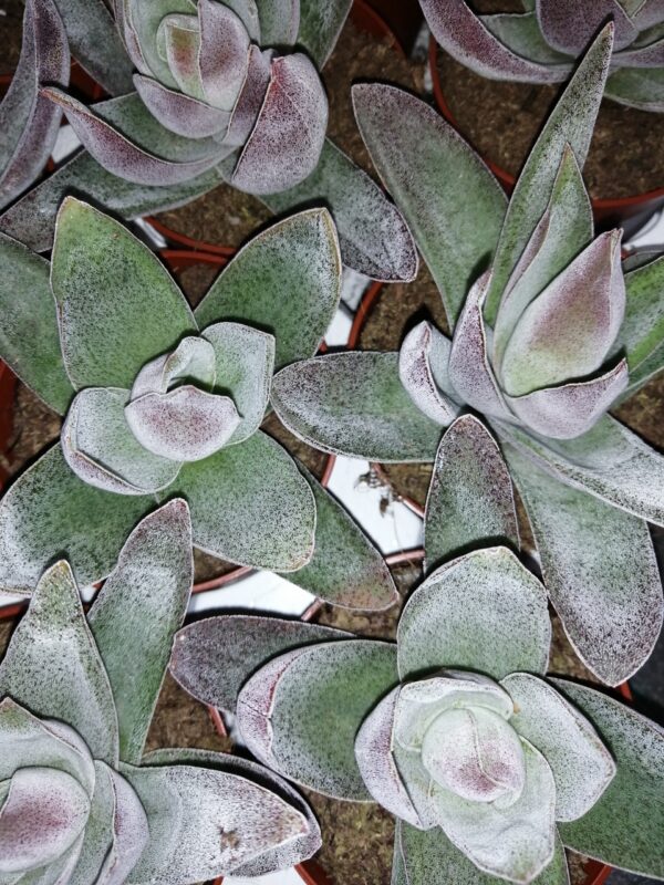 Crassula Garnet Lotus, pianta da interno