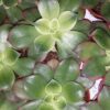 Aeonium Zwartkop, foto 2