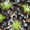 Aeonium Zwartkop, pianta da interno