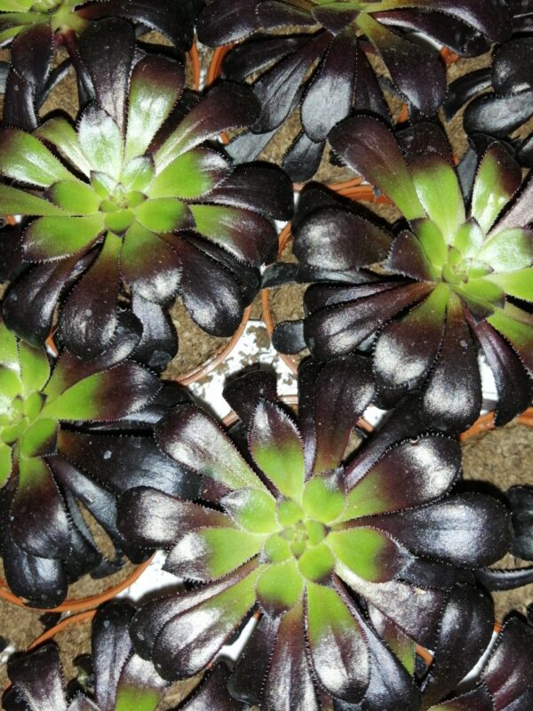 Aeonium Zwartkop, pianta da interno