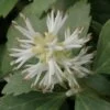Pachysandra terminalis, pianta da esterno