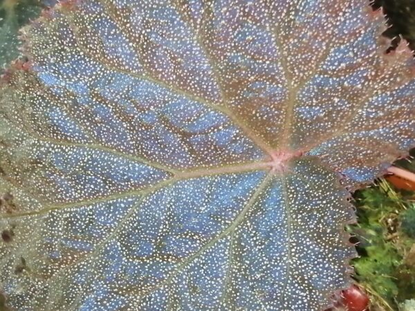 Begonia Taconite, foto 3