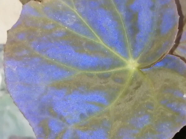 Begonia pavonina, foto 5