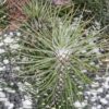 Tillandsia fuckiana Crazy Love, pianta da interno