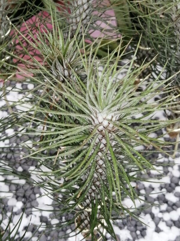 Tillandsia fuckiana Crazy Love, pianta da interno