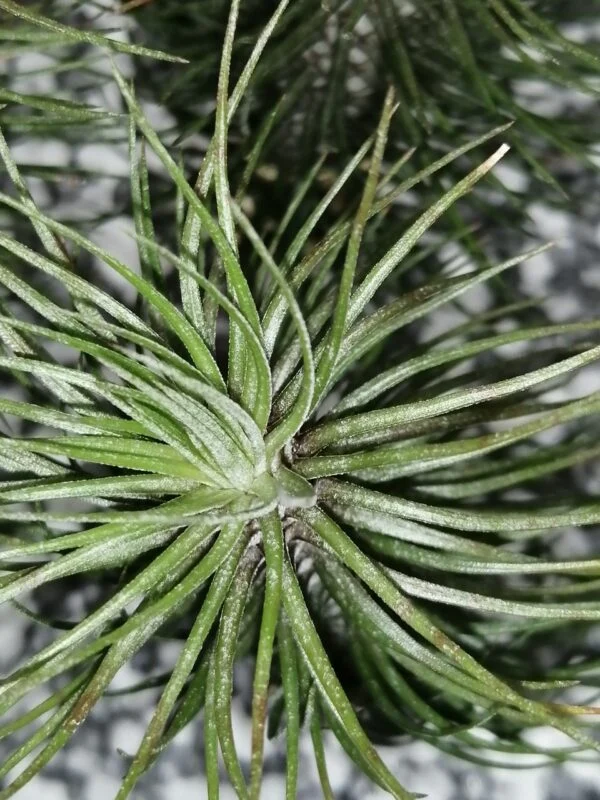 Tillandsia fuckiana Crazy Love, foto 2
