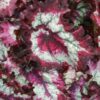 Begonia Balboa Magic Color, pianta da interno