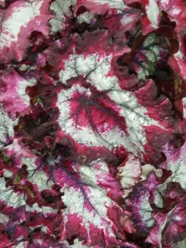 Begonia Balboa Magic Color, pianta da interno