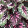 Begonia beleaf Alaska Creek, pianta da interno