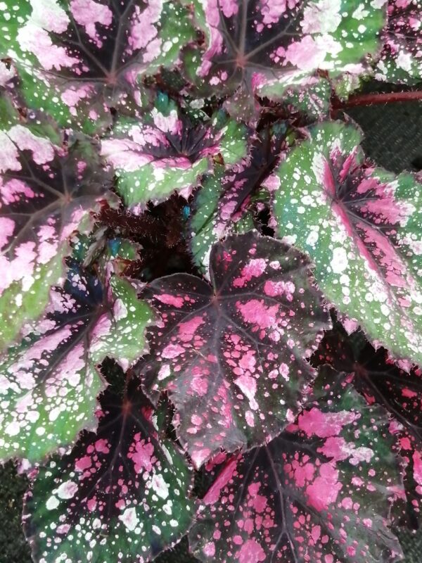 Begonia beleaf Alaska Creek, pianta da interno
