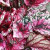 Begonia beleaf Maui Sunset, pianta da interno