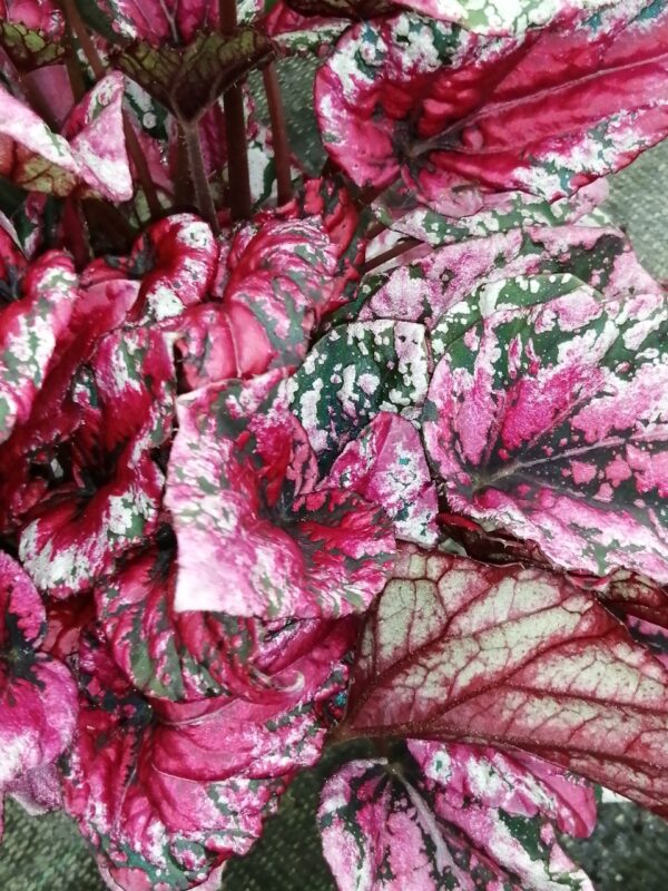 Begonia beleaf Maui Sunset, pianta da interno