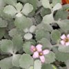 Kalanchoe pumila Silver Gray, pianta da interno