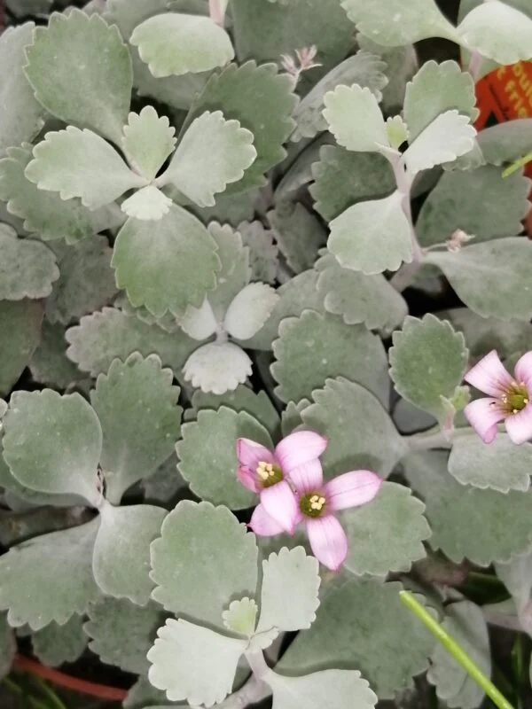 Kalanchoe pumila Silver Gray, pianta da interno