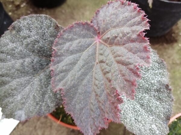 Begonia Taconite, foto 6