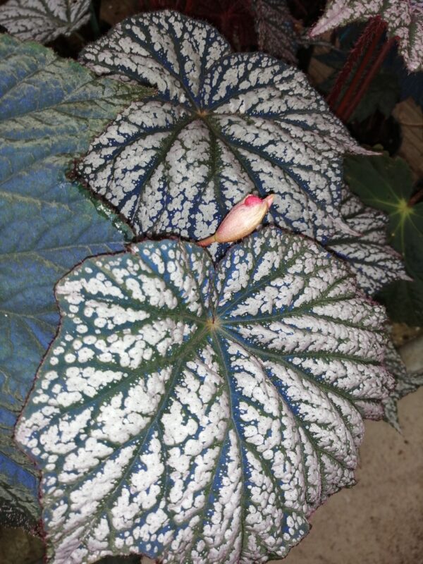 Begonia Sterling Moon, foto 2