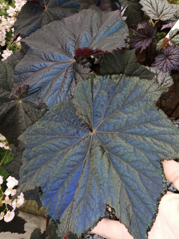 Begonia Dark Side of the Moon, foto 4