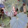 Begonia Harvest Moon, pianta da interno