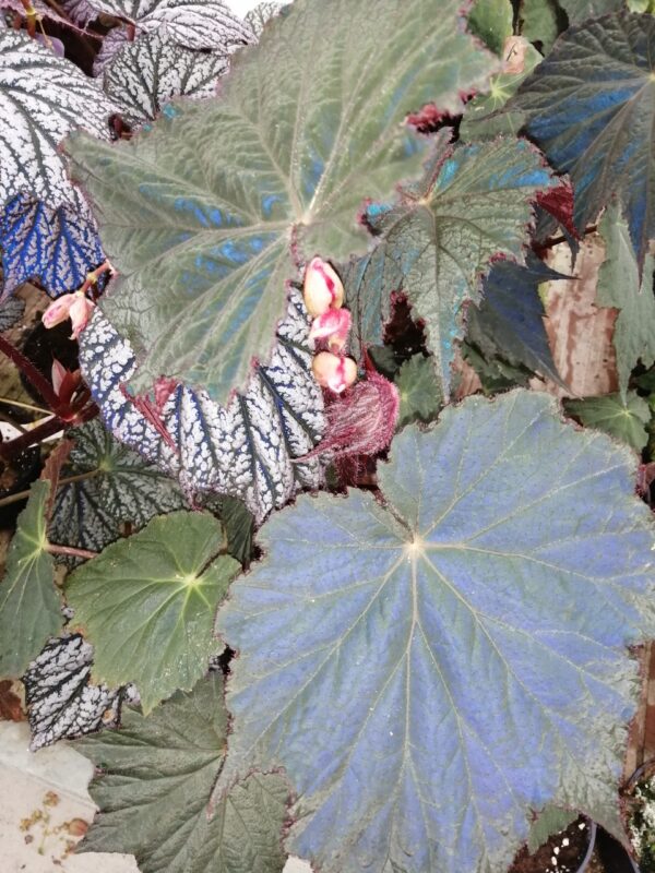 Begonia Harvest Moon, pianta da interno