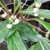 Begonia herbacea, pianta da interno