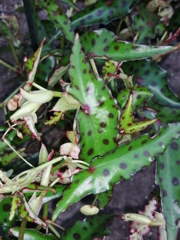 Begonia amphioxus Butterfly, foto 3