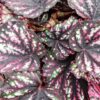 Begonia Beleaf Rainbow falls, pianta da interno