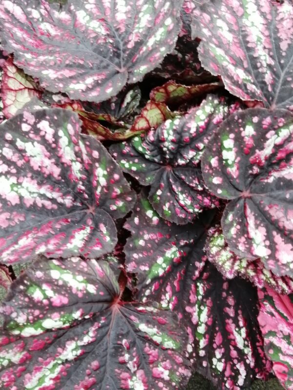 Begonia Beleaf Rainbow falls, pianta da interno