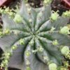 Euphorbia horrida Alba, pianta da interno
