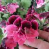Pelargonium Regal Don Maxima, pianta da esterno