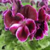 Pelargonium Regal Don Bastino, pianta da esterno