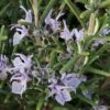 Rosmarinus officinalis Prostratus, pianta da esterno