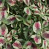 Trifolium repens Dragon’s Blood, pianta da interno