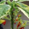 Impatiens niamniamensis variegata, pianta da interno