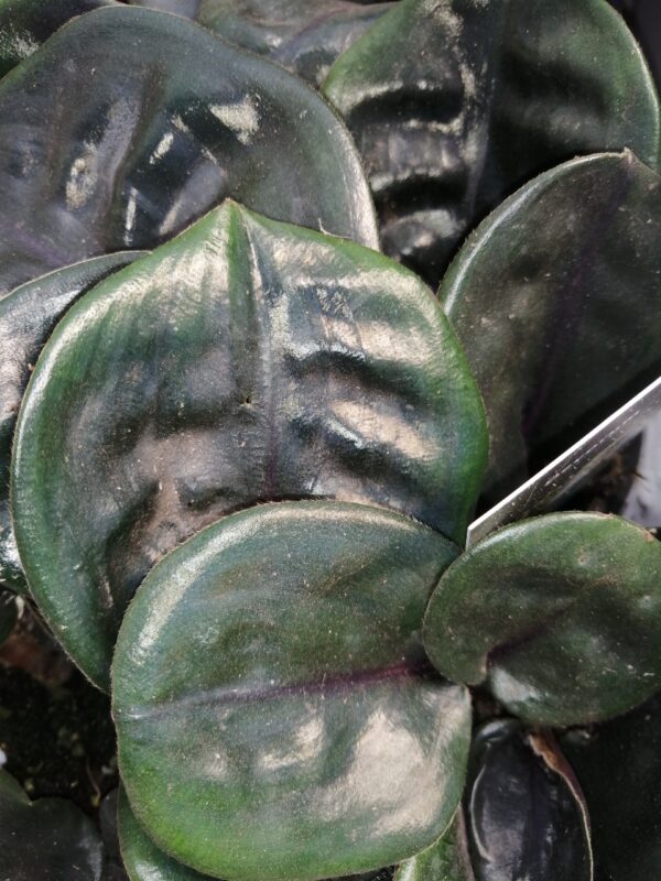 Hoya lacunosa Splash, foto 4