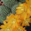 Rebutia fiebrigii, pianta da interno
