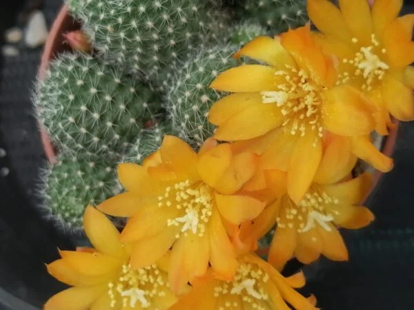 Rebutia fiebrigii, pianta da interno