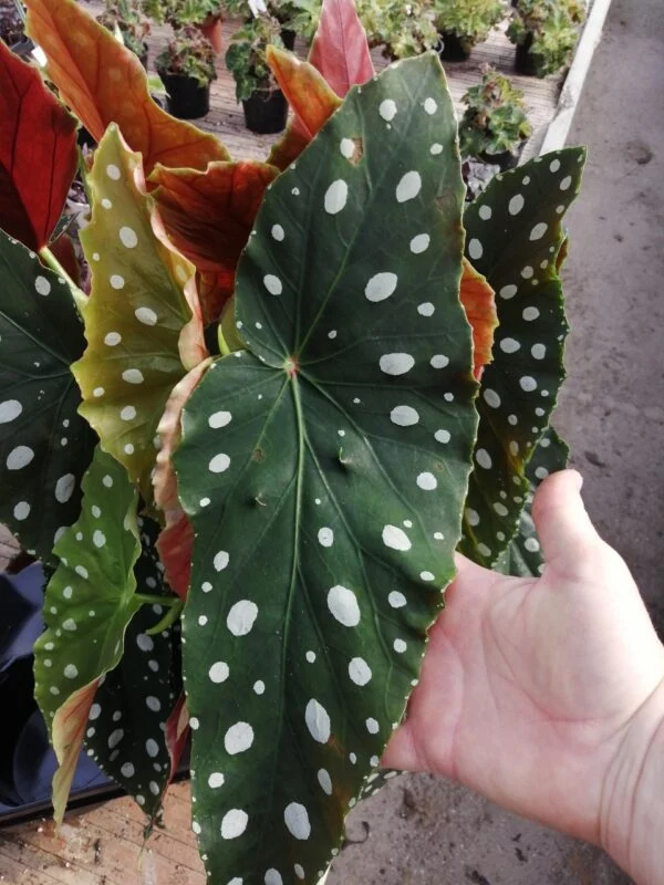 Hoya lacunosa Splash, foto 3