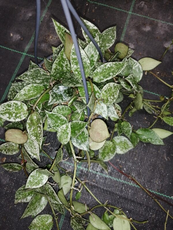 Hoya lacunosa Splash, foto 2